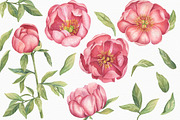 Pink Peonies - Watercolor Set, a Decorative Illustration by Irina Diasli (Thumbnail 3 of 8)