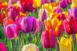 Colorful tulip field in spring bloom, a Photo by Beautiful things