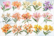 Retro Vintage Alstroemeria Flowers, an Illustration by designcity5 (Thumbnail 2 of 5)