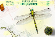 Dragonfly inspiration, an Object Graphic by Indie Khisa (Thumbnail 1 of 7)