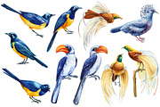 Tropical birds watercolor clipart, an Animal Illustration by Hanna Hryharenka (Thumbnail 10 of 12)
