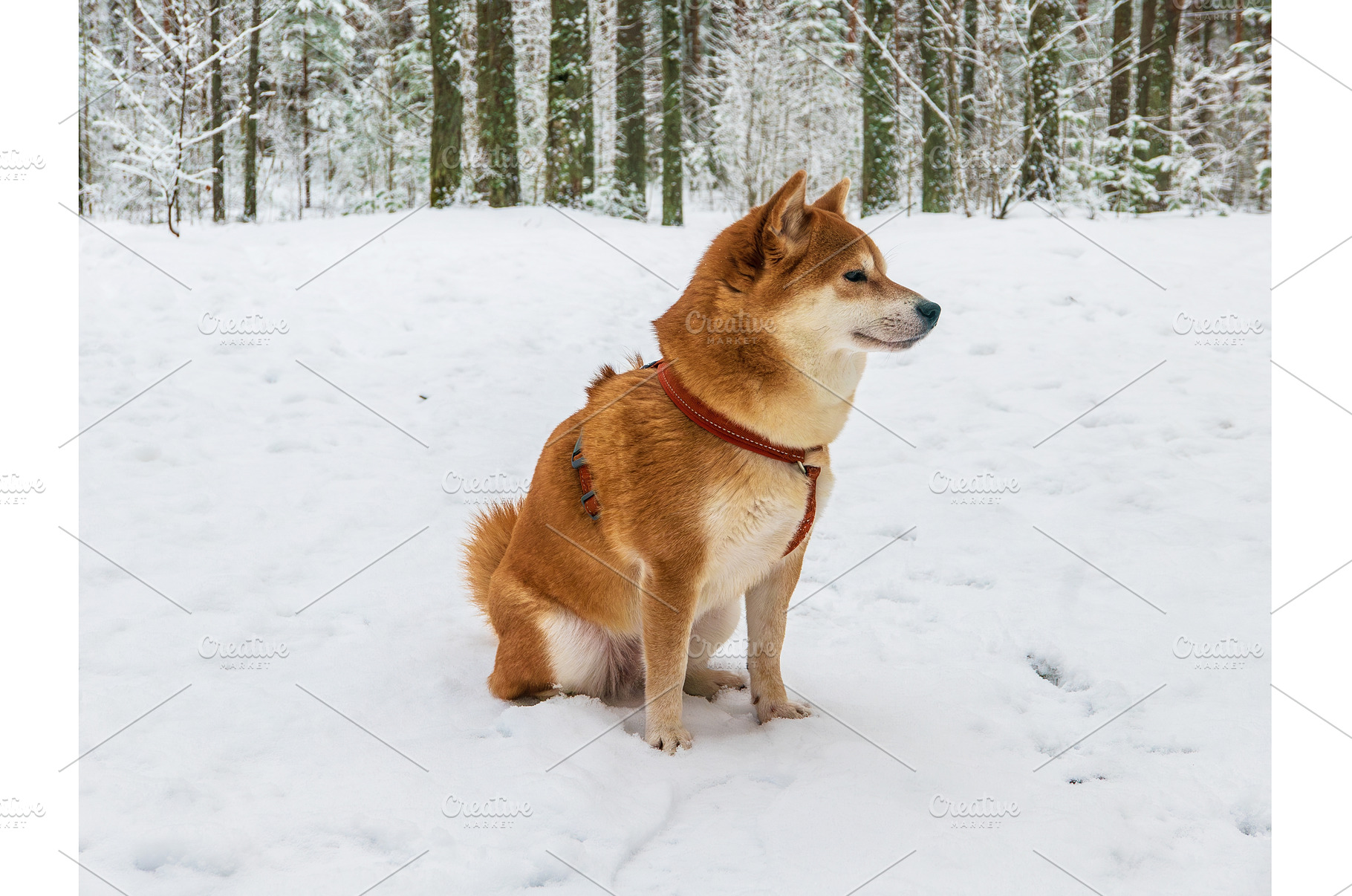 Funny friendly brown Shiba Inu dog, an Animal Photo by Nature and travel