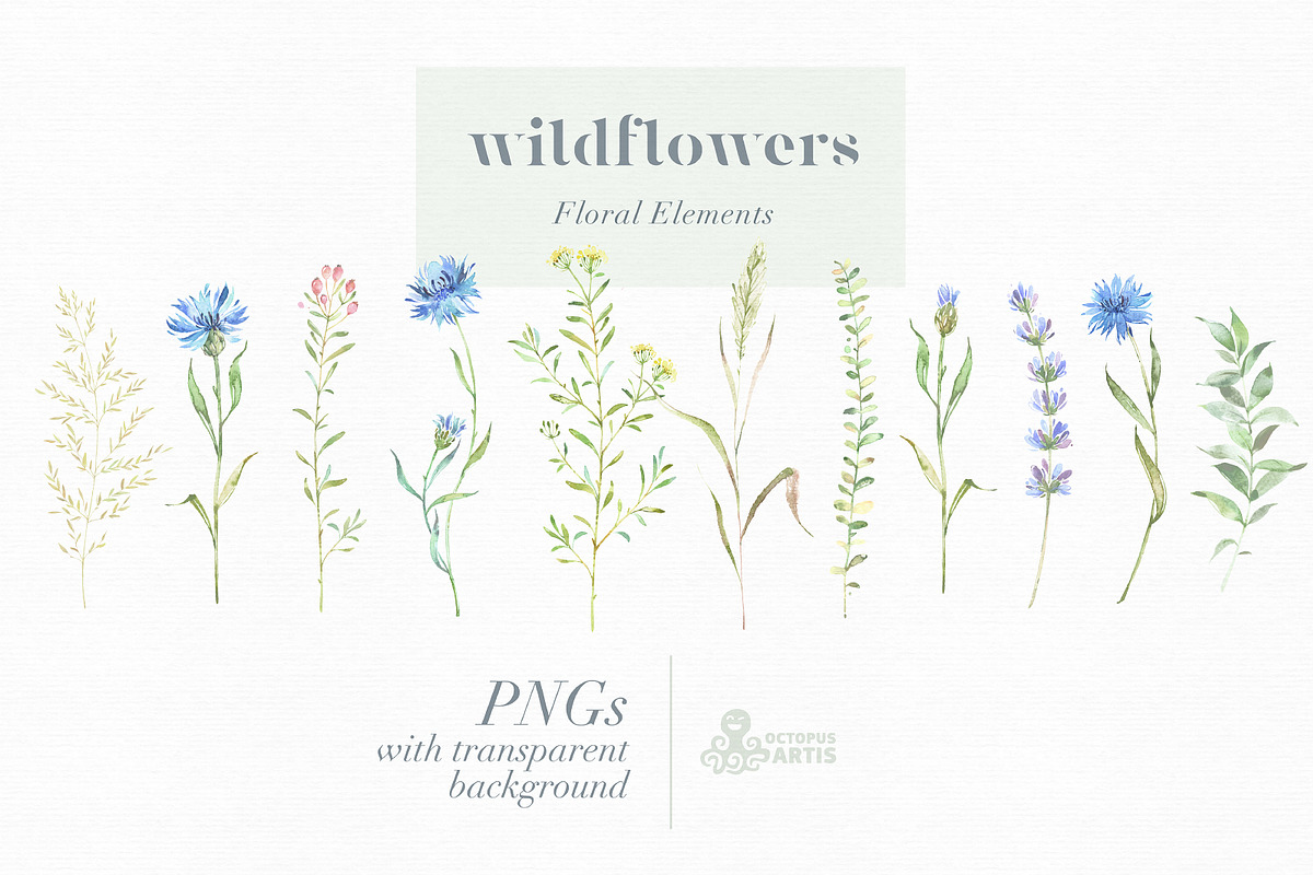Meadow. Floral Borders & Elements, a Decorative Illustration by OctopusArtis (Photo 5 of 8)