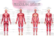 Watercolor anatomical body charts, a Healthcare Illustration by Ekaterina Glazkova (Thumbnail 4 of 8)