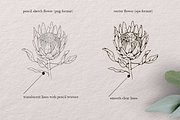 Spring flowers - pencil sketch set, a Decorative Illustration by Marine art (Thumbnail 7 of 7)