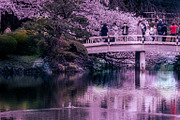 Japanese Cherry Blossom Photo Bundle, a Nature Photo by Silent Nature (Thumbnail 4 of 10)