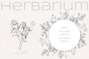 Herbarium. Pencil sketches