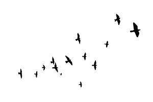 Flying birds silhouette flock. hand, an Animal Illustration by Nenahliadava Design