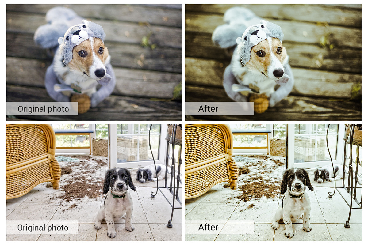 Lovely Pets Lightroom Presets, an Action Add-On by DreamColor (Photo 10 of 10)
