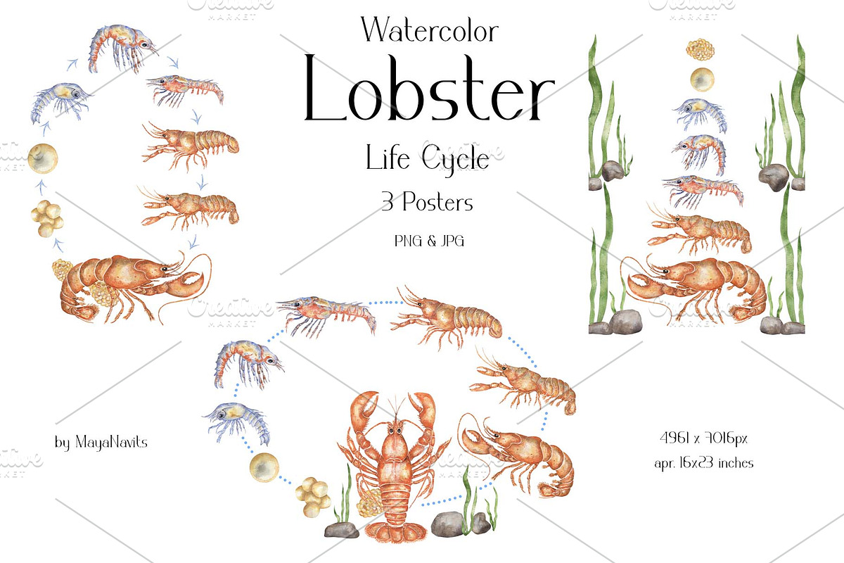 Watercolor Lobster Life Cycle, an Education Illustration by MayaNavits (Photo 3 of 7)