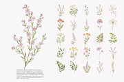 a wildflower meadow clipart set, a Decorative Illustration by Patishop Art (Thumbnail 3 of 12)