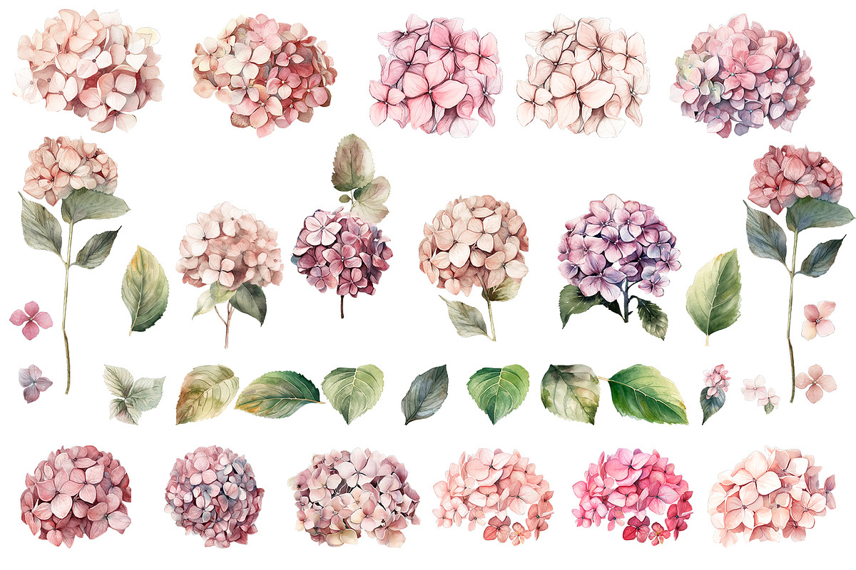 Hydrangea clipart, Watercolor floral, a Decorative Illustration by ElenazlataArt (Photo 2 of 7)