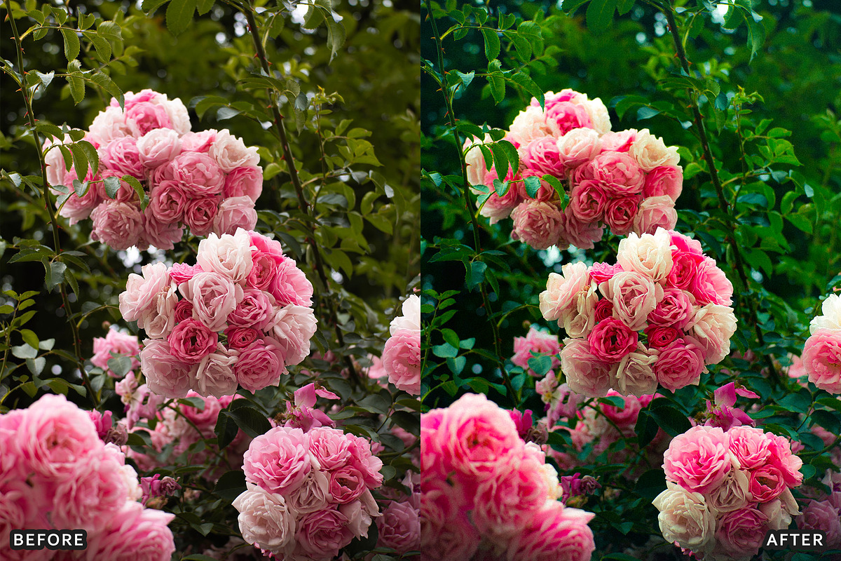 Rose Velvet Bloom Lightroom Presets, a Preset Add-On by AAA Presets (Photo 10 of 12)