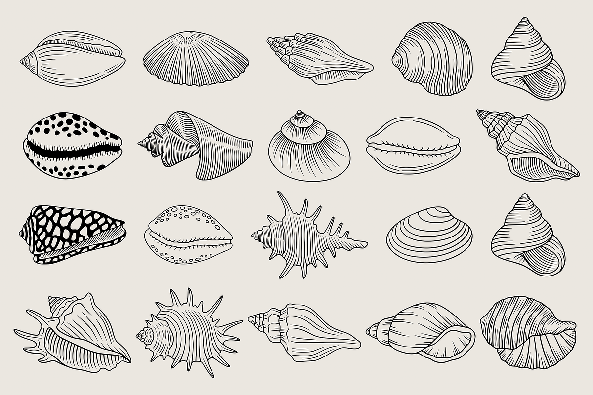 Seashell Coastal Vector Illustration, an Animal Illustration by Kusumaillustration (Photo 3 of 9)