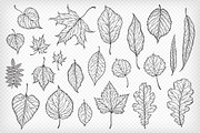 Hand drawn leaves collection, a Decorative Illustration by IreneArt illustrations (Thumbnail 3 of 4)