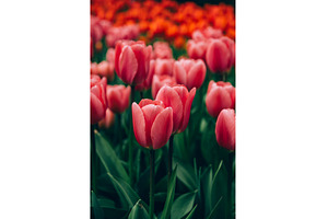Flowerbeds of blossoming tulips