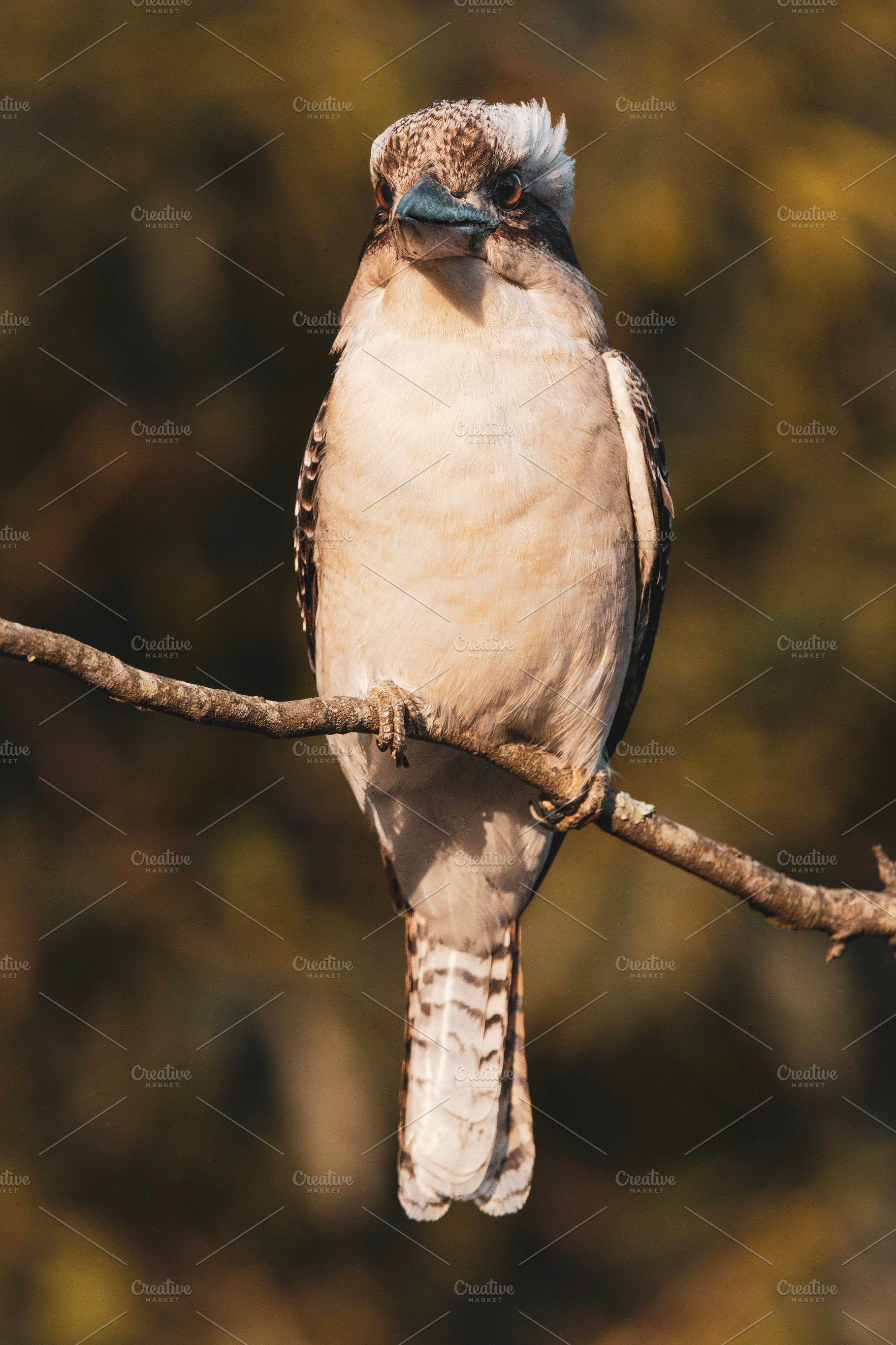 Laughing Kookaburra, an Animal Photo by Rob D Animal Photography