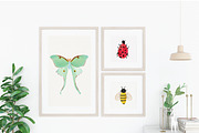 Watercolor Insects, an Animal Illustration by Stacey Shaller (Thumbnail 2 of 6)