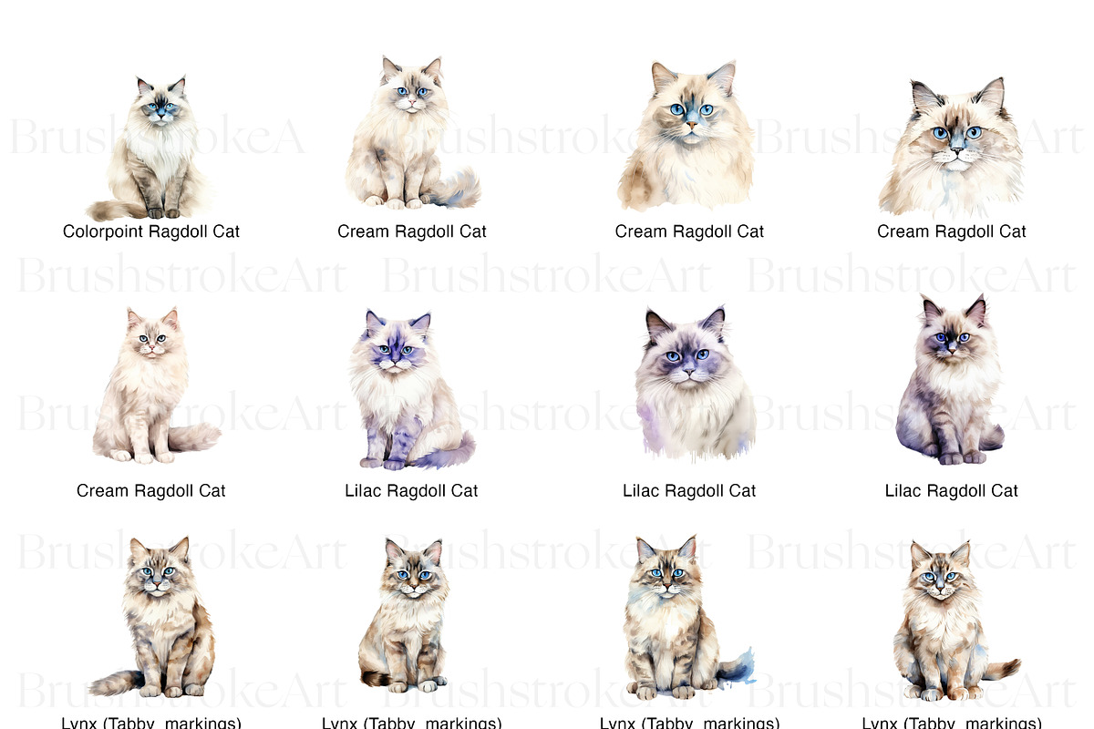 Ragdoll Cat Clipart, Ragdoll Kittens, an Animal Illustration by BrushstrokeArtGB (Photo 2 of 9)
