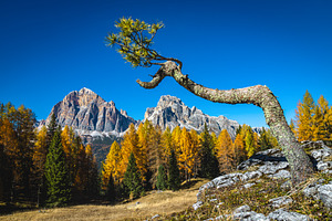 Lonely small pine tree on the rock, a Nature Photo by Alpine Dreams