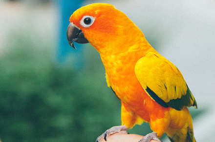 Brightly Colored Parrot