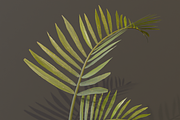 The Alexandra Palm Bush, a Plants & Tree 3D Model by FuturePastCreatives (Thumbnail 11 of 15)