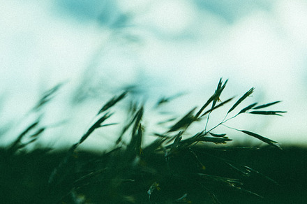wispy green grasses on a blue sky