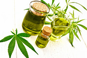 Oil hemp in gravy boat and two jars, a Food & Drink Photo by rezkrr (Thumbnail 3 of 3)