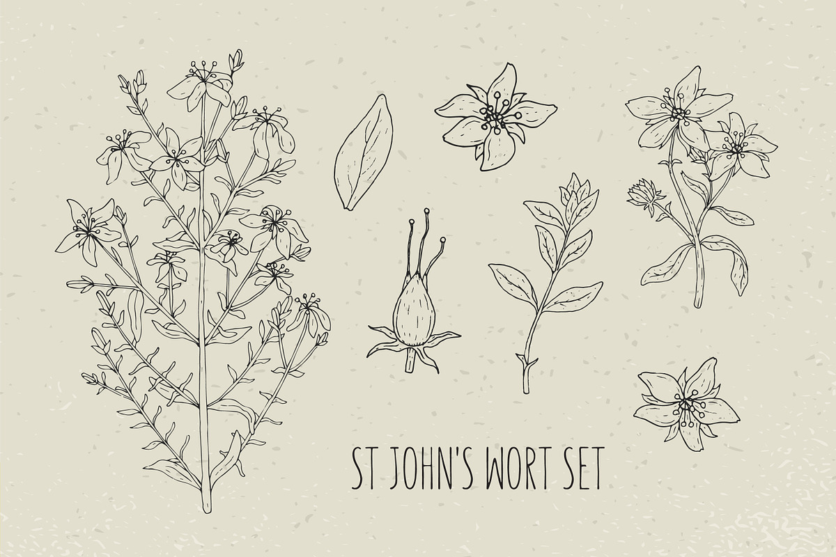 St.John's wort set, seamless pattern, a Decorative Illustration by Good Studio (Photo 2 of 6)