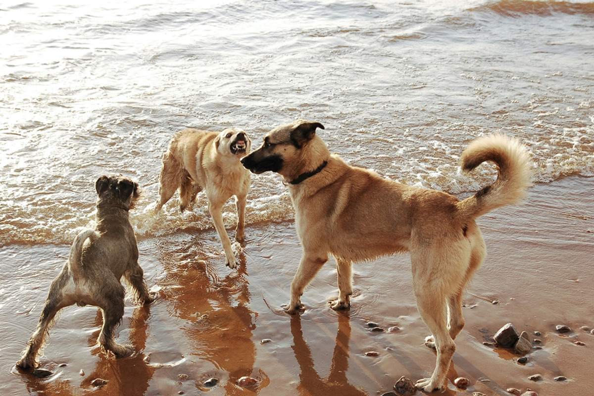 Attack two pet dogs on the third dog preview 6