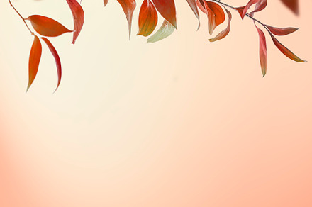 Autumn leaves branch at sunset, a Nature Photo by VICUSCHKA