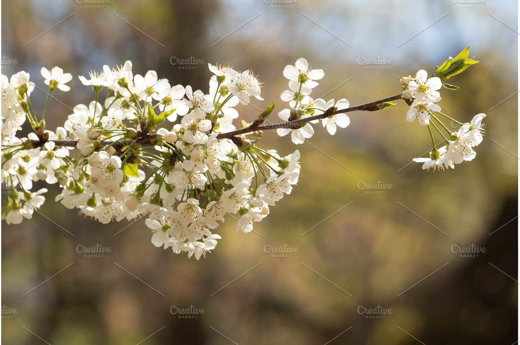 Blooming White Cherry Tree Branches, a Nature Photo by BeOGraphic