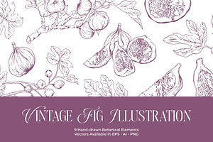 Fig Hand-drawn Botanical Elements