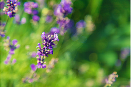 Blooming lavender in the garden, a Nature Photo by yanadjana