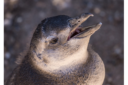 Single magellanic penguin chick, an Animal Photo by Backyard Stock