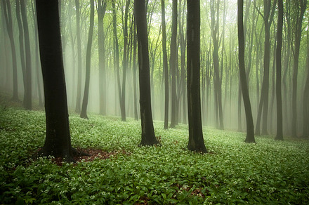 Spring forest with white flowers stock photo containing beam and bloom, a Nature Photo by Atmospheric visuals