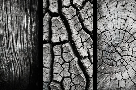 fine art elements of nature, a Nature Photo by Virgo Studio