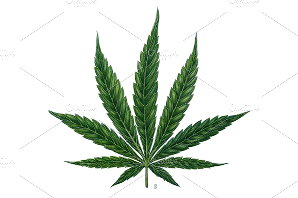 Botanical hand drawing - sativa leaf, a Healthcare Illustration by separisa (Photo 2 of 6)