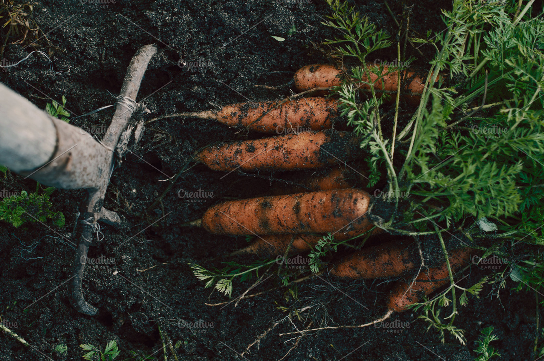 Organics carrots, a Food & Drink Photo by Nat Studio