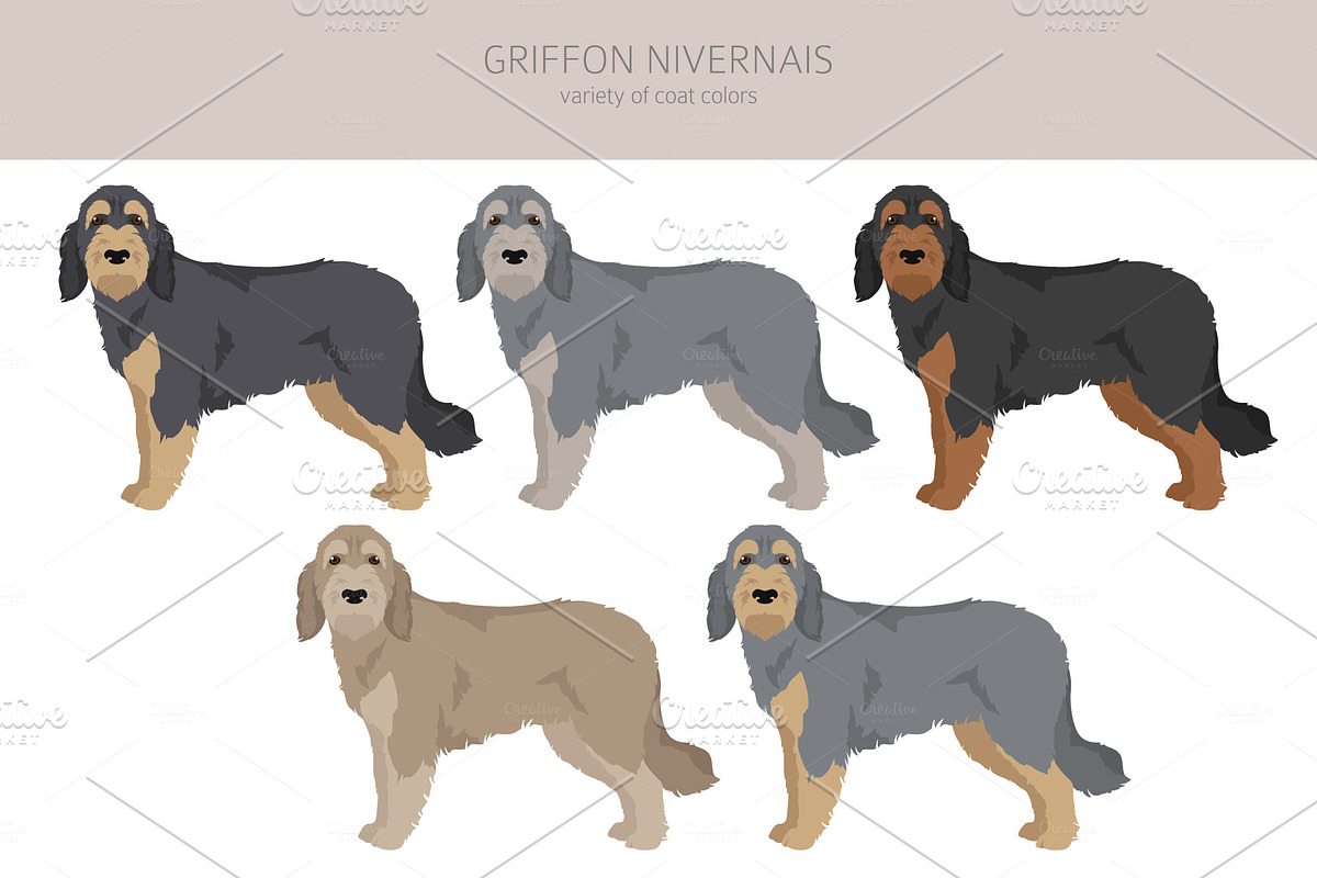 Griffon Nivernais dog clip art, a Background Graphic by pet design shop (Photo 3 of 6)
