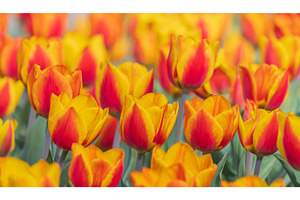 Bicolored red and yellow tulips in