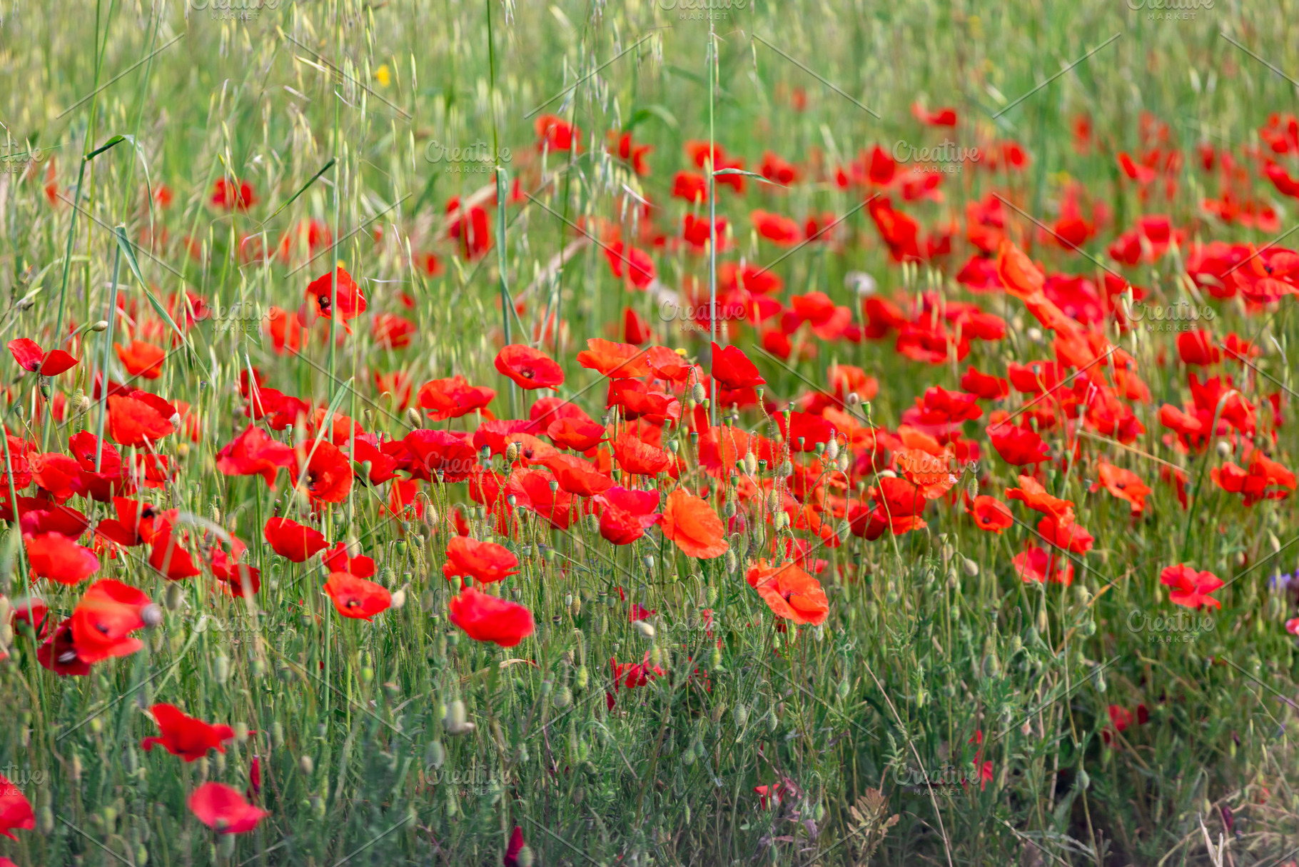 Red poppies blooming in a field of green grass, a Nature Photo by Antonio Gravante Market