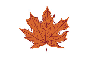 Red Autumn Maple Leaf With Veins As