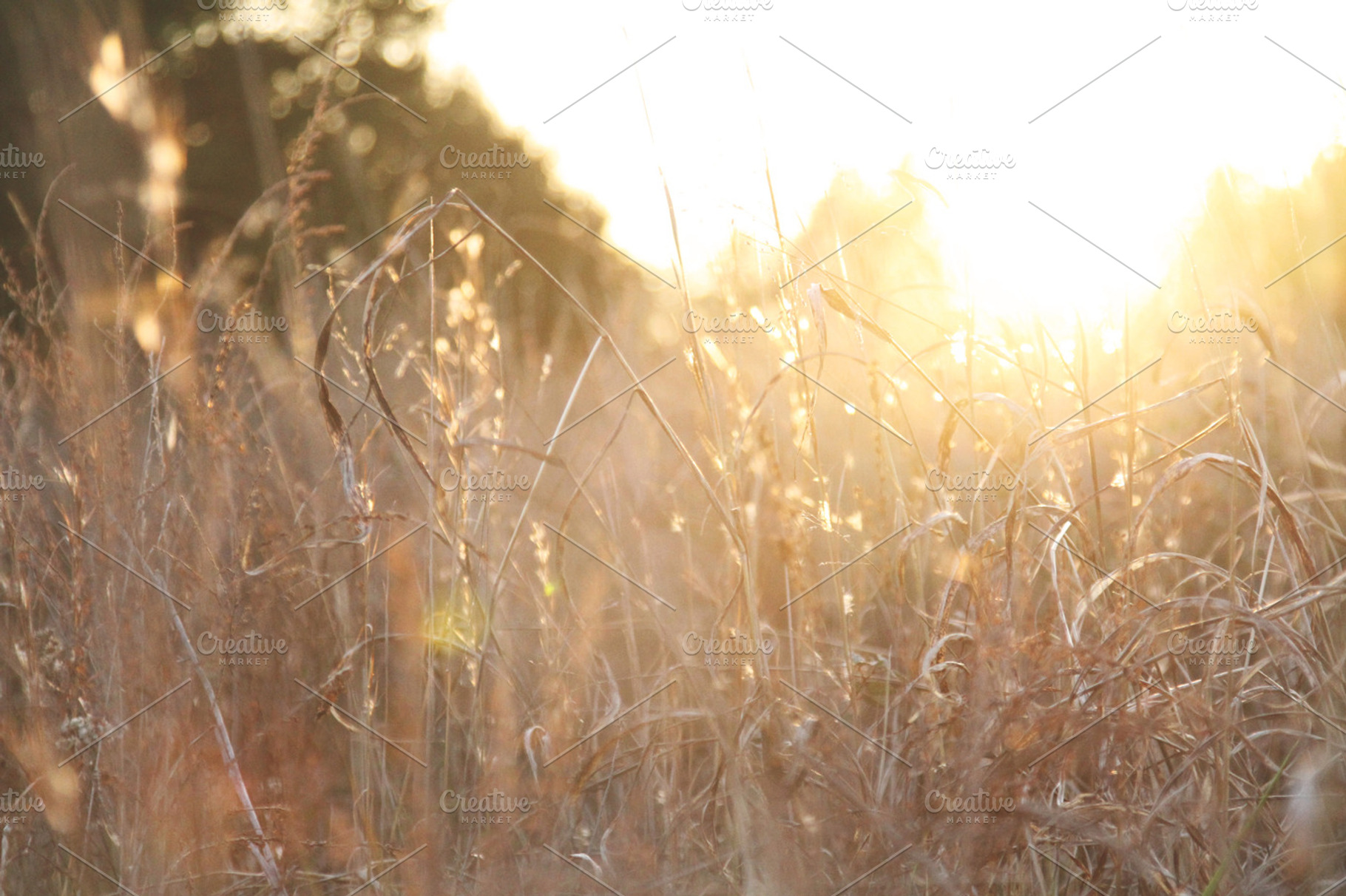 Golden Wheat at Sunset, a Background Photo by BrightShadow Photo Art