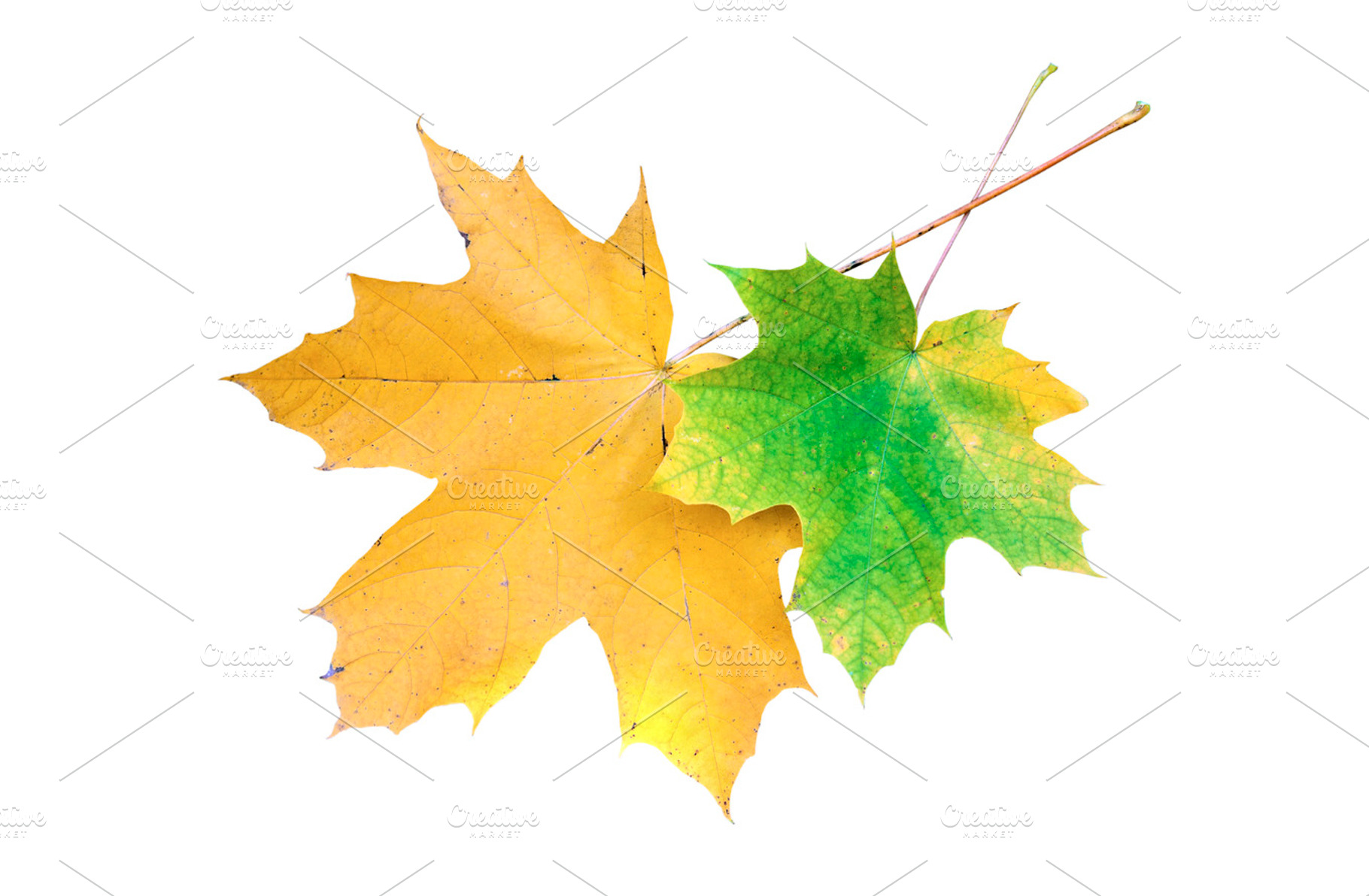 Two maple leaves on white background, a Nature Photo by BOOCYS