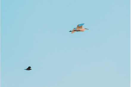 Belarus. Wild Birds Northern Lapwing, an Animal Photo by Our Amazing World