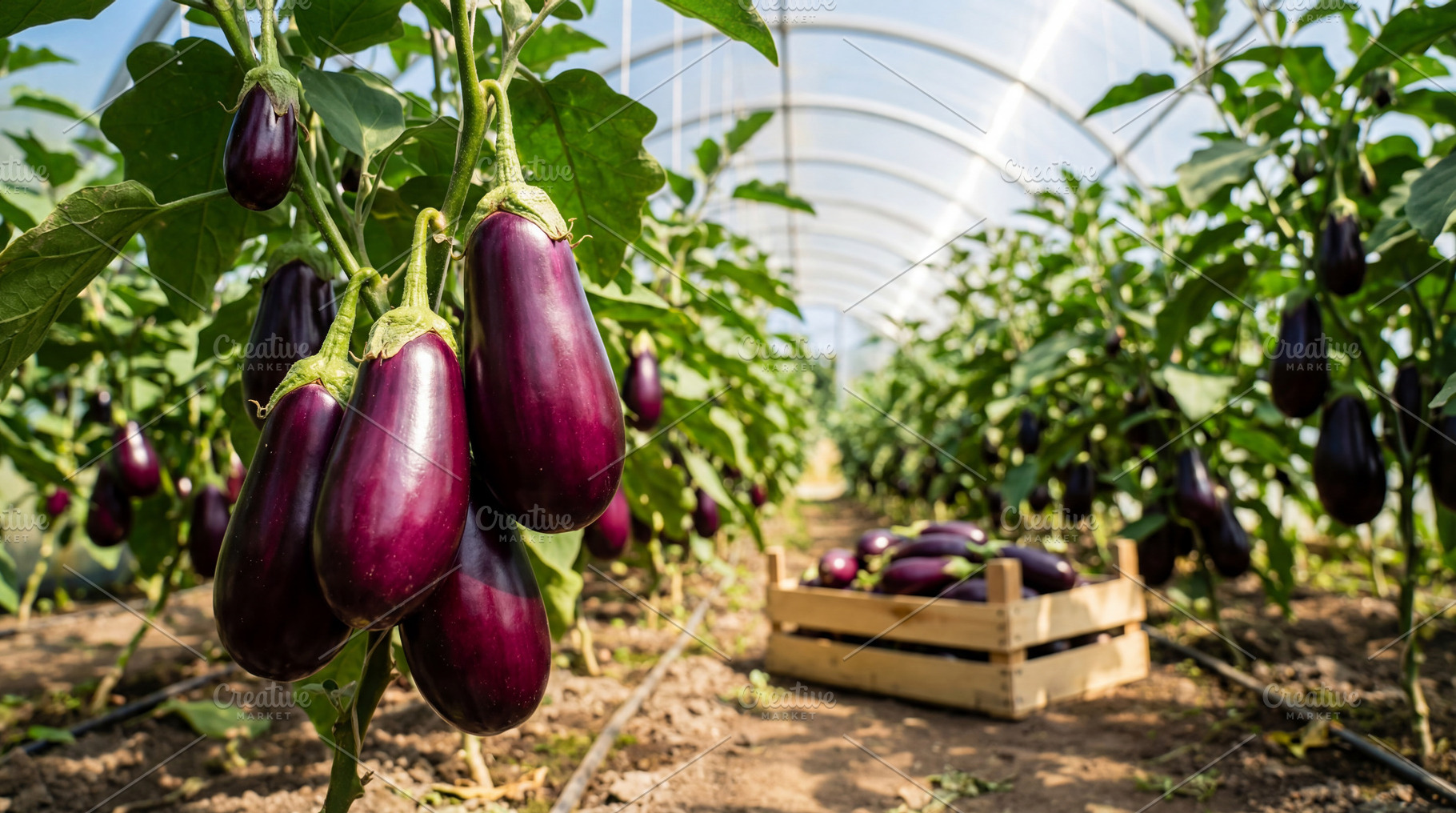 Eggplants growing on greenhouse, a Food & Drink Photo by Volff