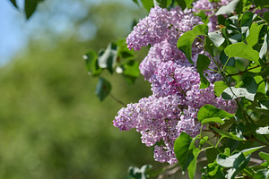 Blooming lilac flowers on a sunny spring day, with vibrant purpl, a Nature Photo by ndanko