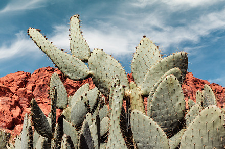 Closeup Of Cactus In The Valley, a Nature Photo by PhotographerJen
