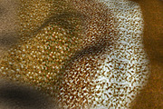 AUTUMN AND WINTER TEXTURE PACK, a Textures & Material 3D Model by Beatheart Creative Studio (Thumbnail 50 of 58)